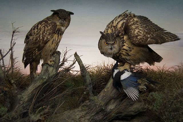 	berlin_owls [640x480].jpg